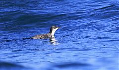 Scripps's Murrelet